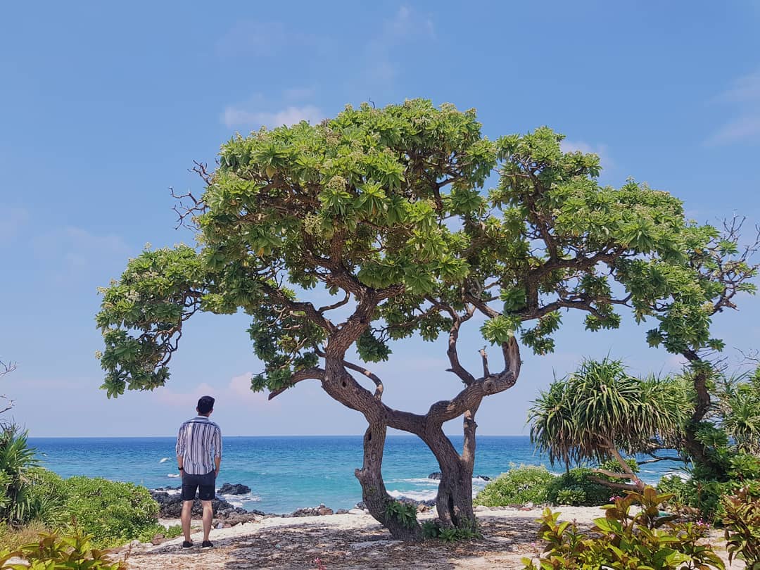 Cây phong ba tại đảo Bé - đảo Lý Sơn